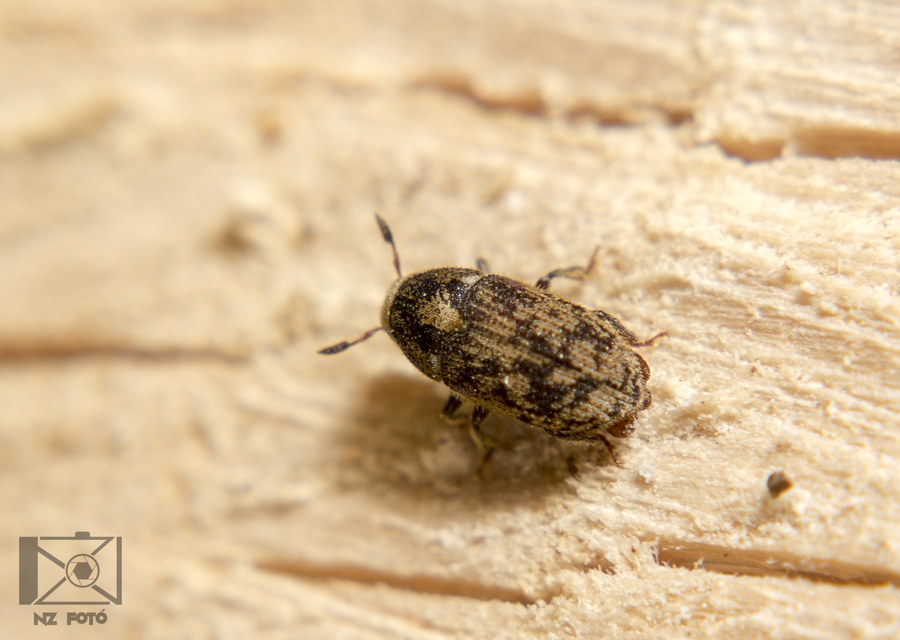 Hylesinus varius - közönséges kőrisszú