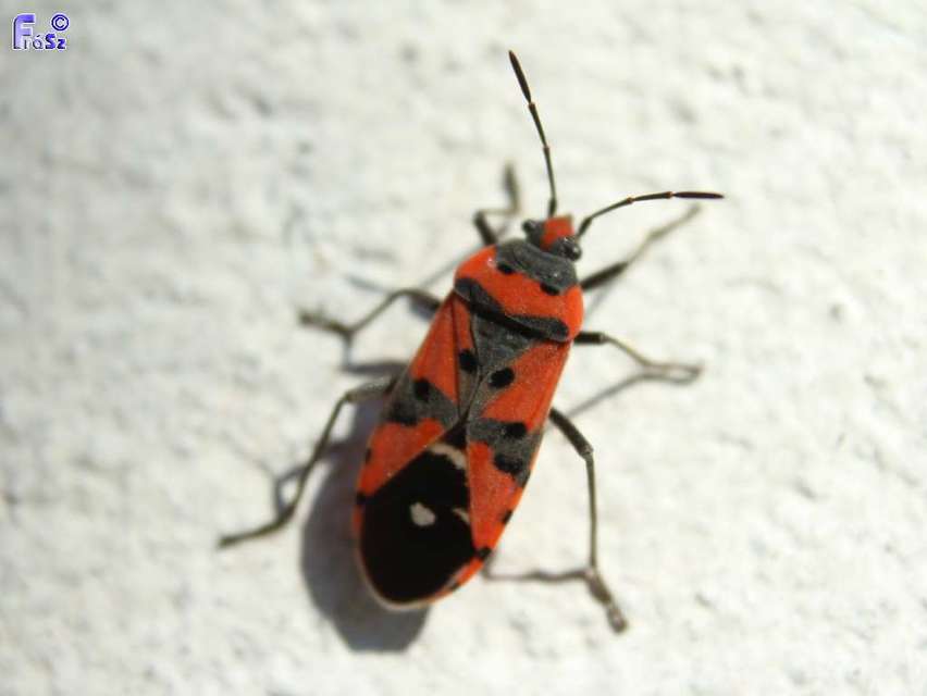 Lygaeus equestris/simulans