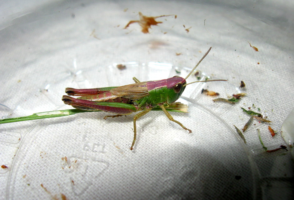 Pseudochorthippus parallelus - közönséges rétisáska