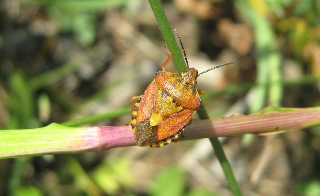 Carpocoris Carpocoris