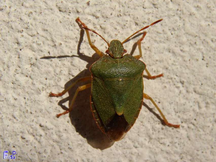 Palomena prasina - zöld bogyómászó-poloska Palomena prasina - zöld bogyómászó-poloska