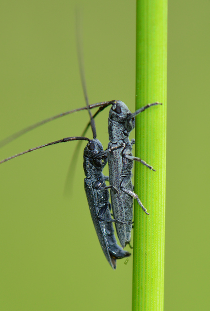 Calamobius filum - hosszúcsápú szalmacincér