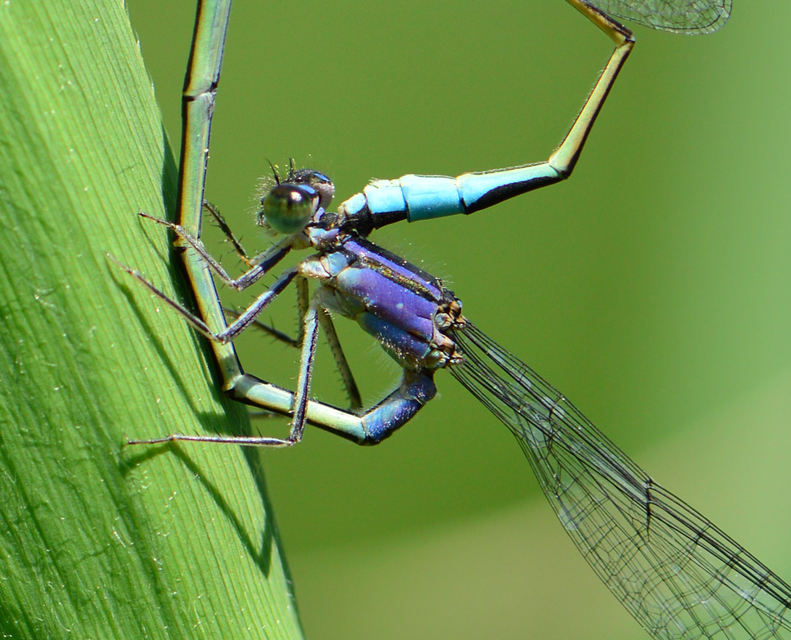 Ischnura elegans