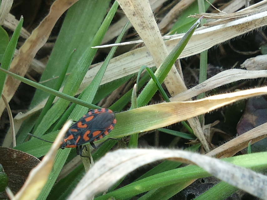 Spilostethus saxatilis - virágbodobács