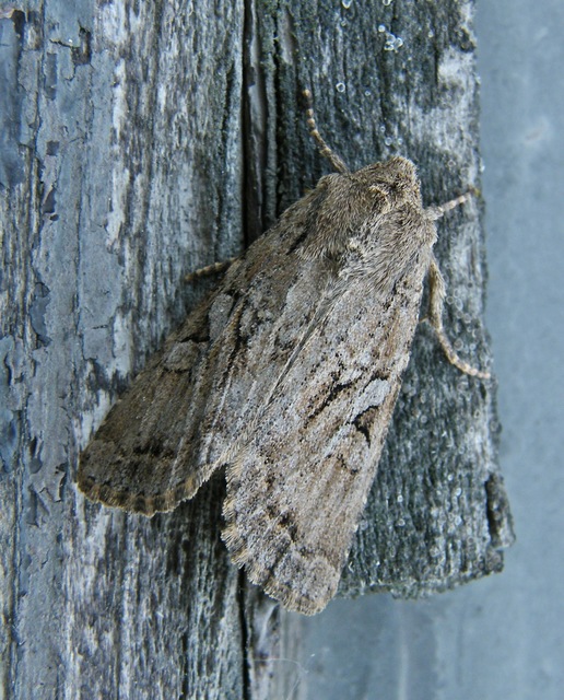 Apterogenum ypsillon - ipszilon-erdeibagoly