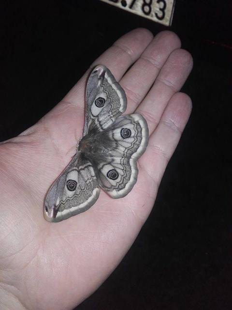 Saturnia pavoniella/pavonia
