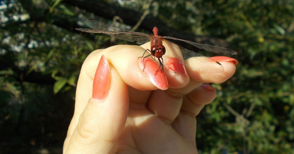 Sympetrum sanguineum - vörös katona-szitakötő