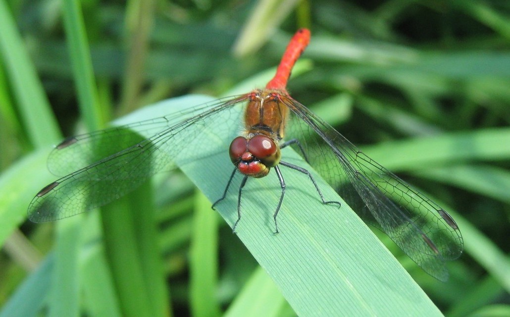 Sympetrum sanguineum - vörös katona-szitakötő