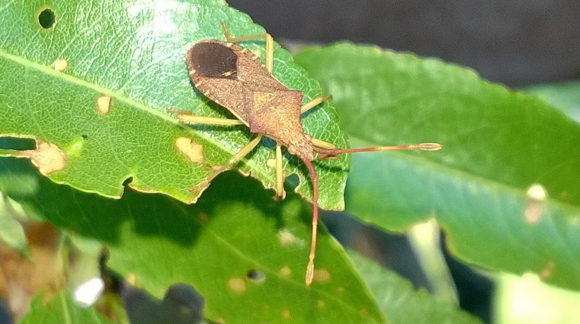 Gonocerus acuteangulatus - aranypetés karimáspoloska
