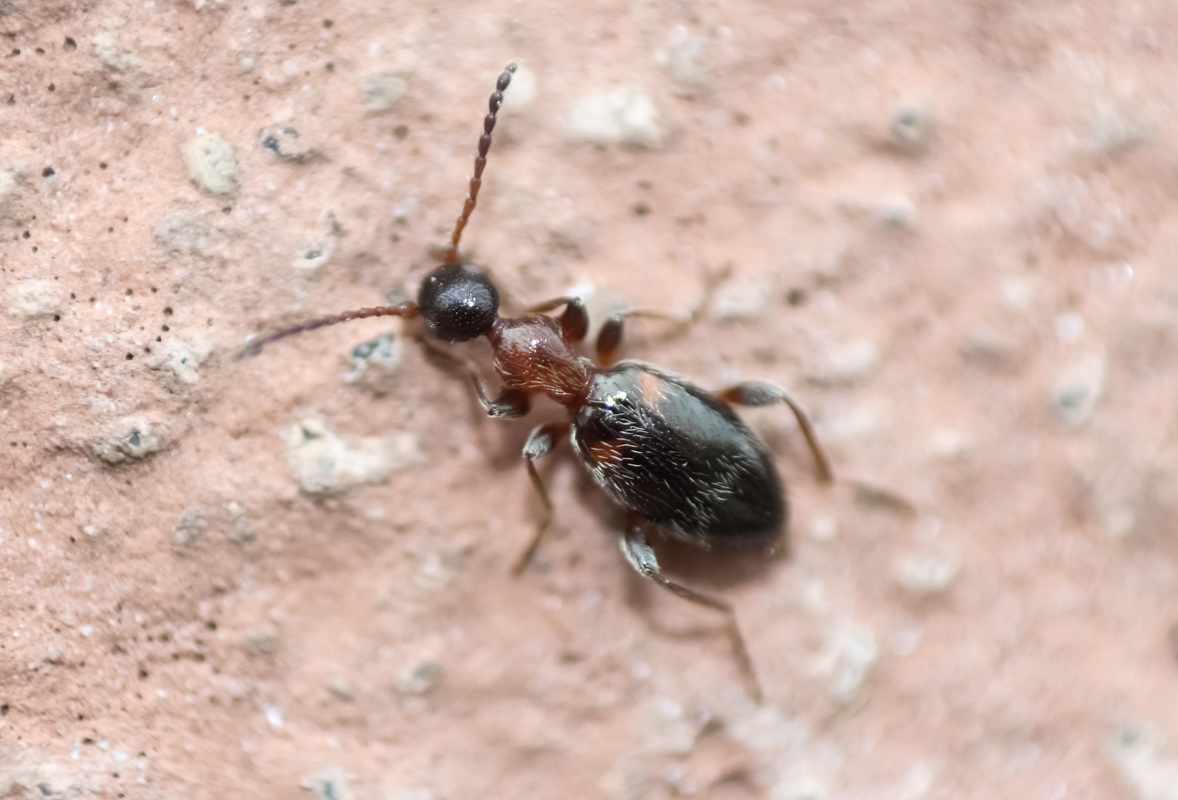 Anthelephila pedestris - hangyaszerű fürgebogár