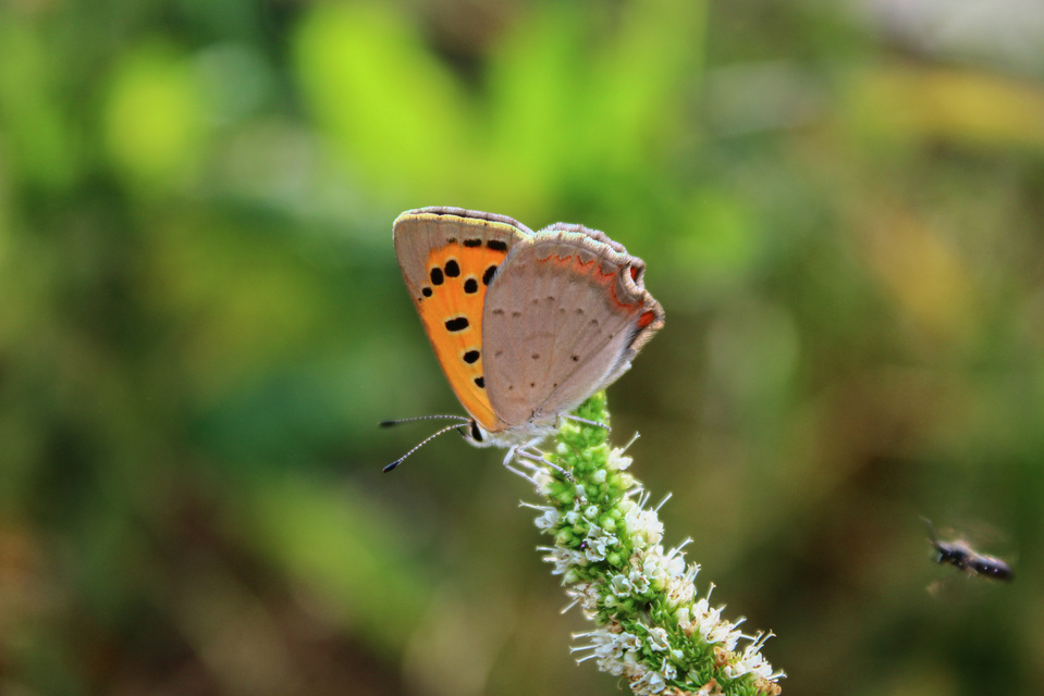 Lycaena phlaeas - közönséges tűzlepke