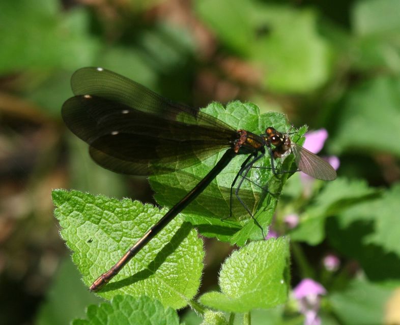 Calopteryx virgo - kisasszony-szitakötő