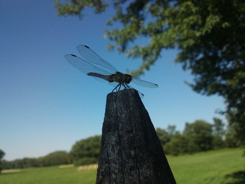 Sympetrum sanguineum - vörös katona-szitakötő