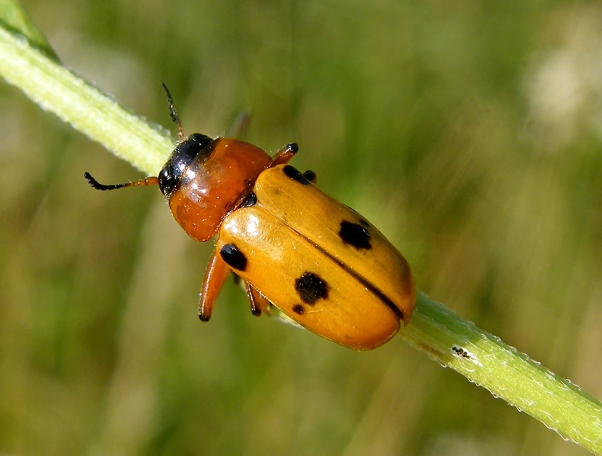 Tituboea macropus - dárdahere-zsákhordóbogár