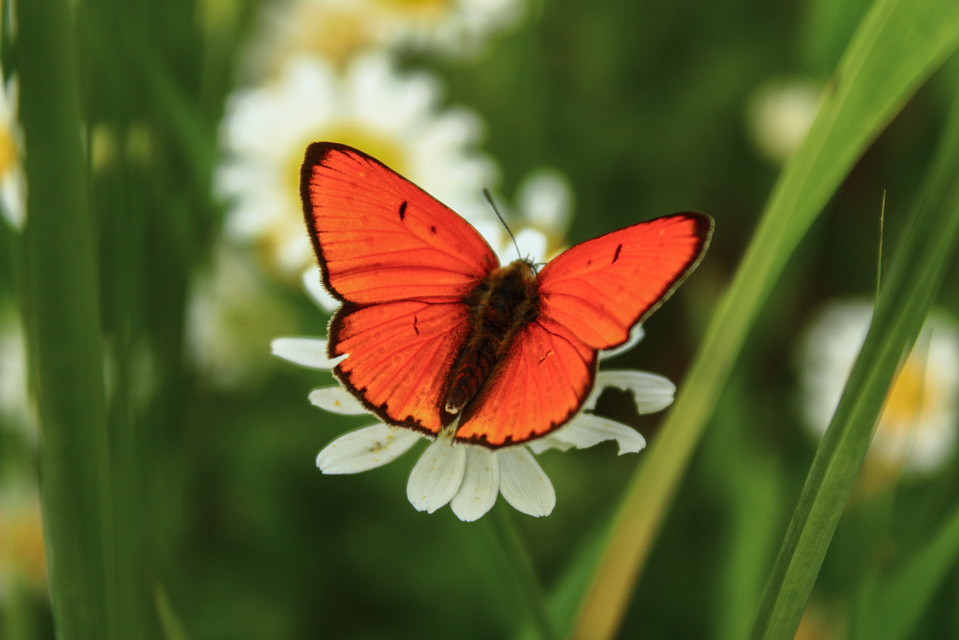 Lycaena dispar rutilus - nagy tűzlepke