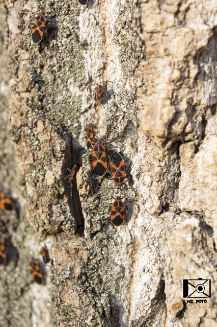 Tropidothorax leucopterus - vadpaprika-bodobács
