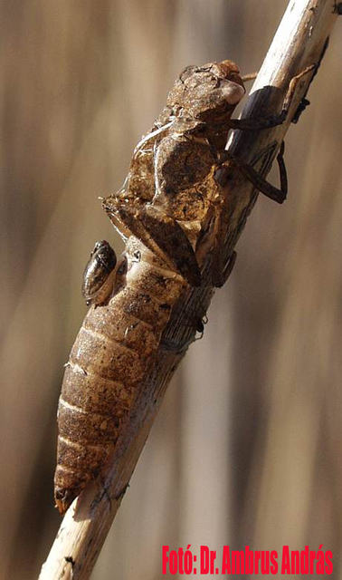 Brachytron pratense - szőrös karcsúacsa