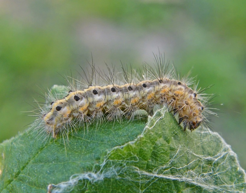 Phragmatobia fuliginosa - füstös medvelepke