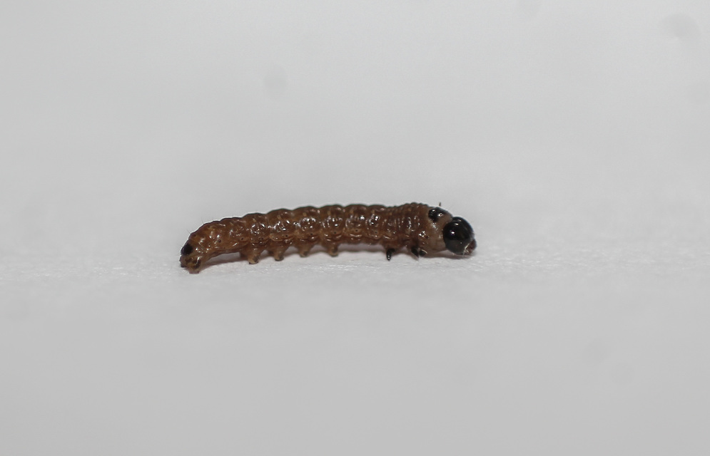 Griposia aprilina - őszi zöldbagoly