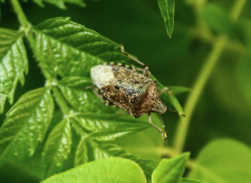 Rhaphigaster nebulosa - bencepoloska