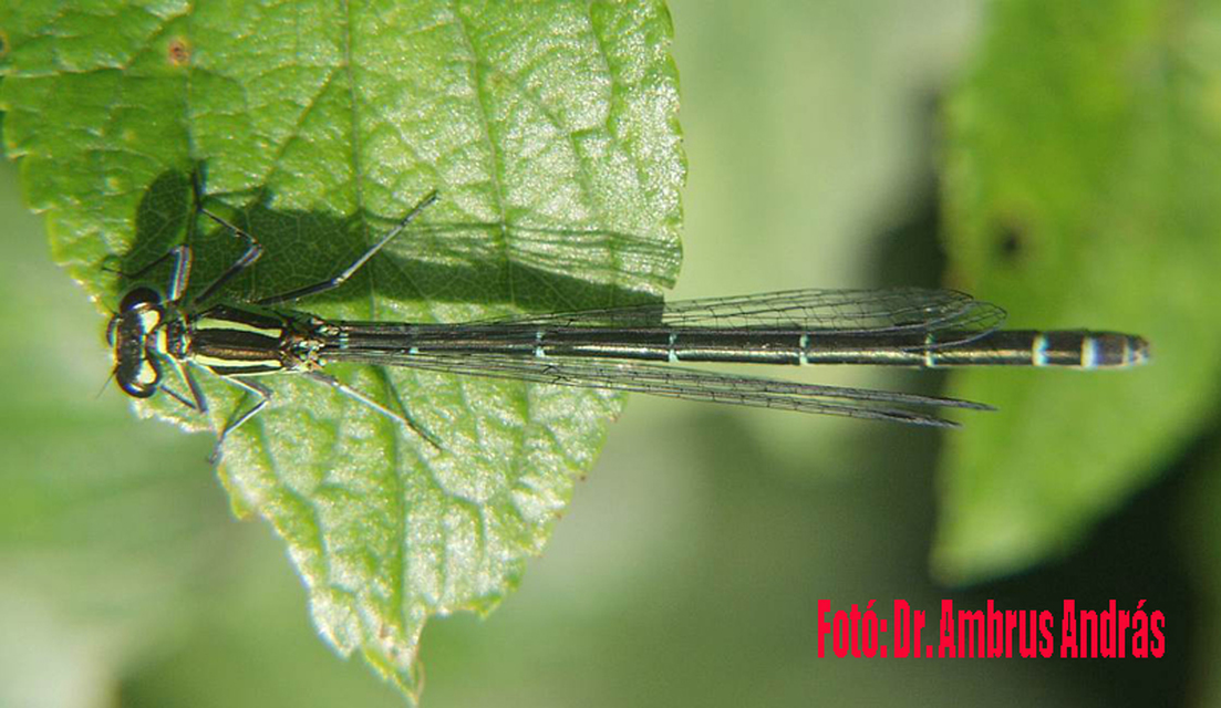 Coenagrion puella - azúrkék légivadász Coenagrion puella - azúrkék légivadász