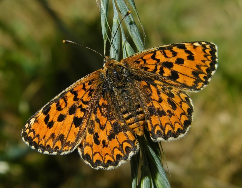 Melitaea trivia - kis tarkalepke