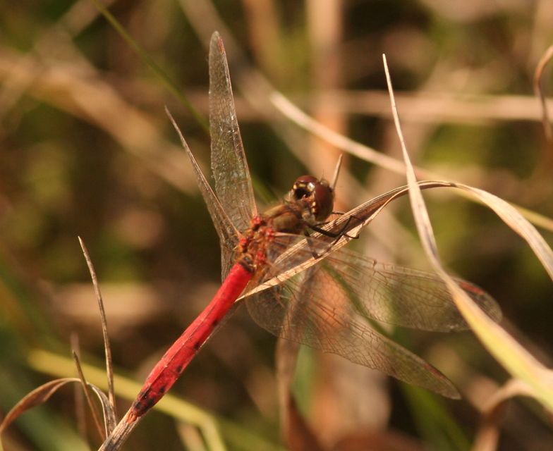 Sympetrum depressiusculum - ékfoltos katona-szitakötő
