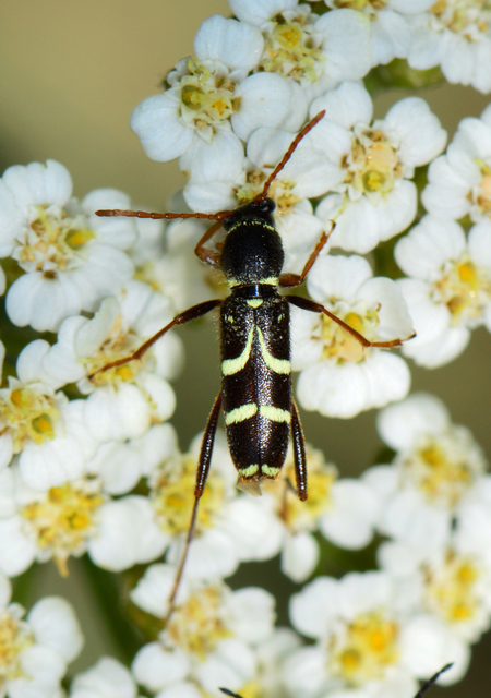 Clytus rhamni - benge-darázscincér