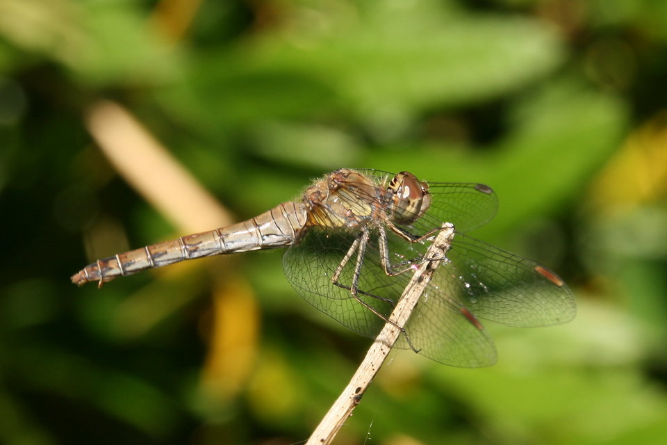 Sympetrum striolatum - harántsávos katona-szitakötő