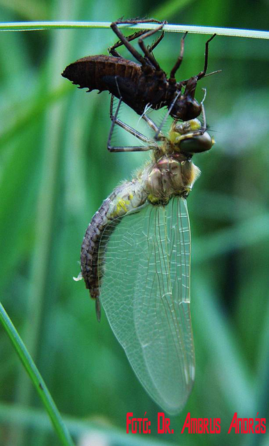 Somatochlora metallica - északi smaragdszitakötő
