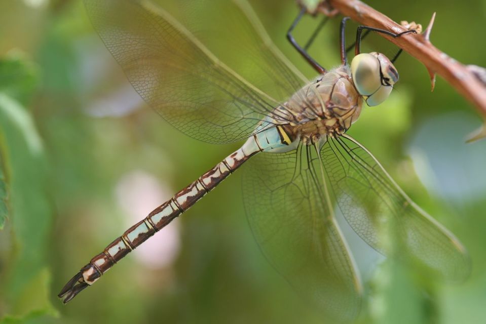 Anax parthenope - barna óriásacsa