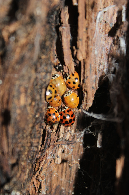 Harmonia axyridis - harlekinkatica