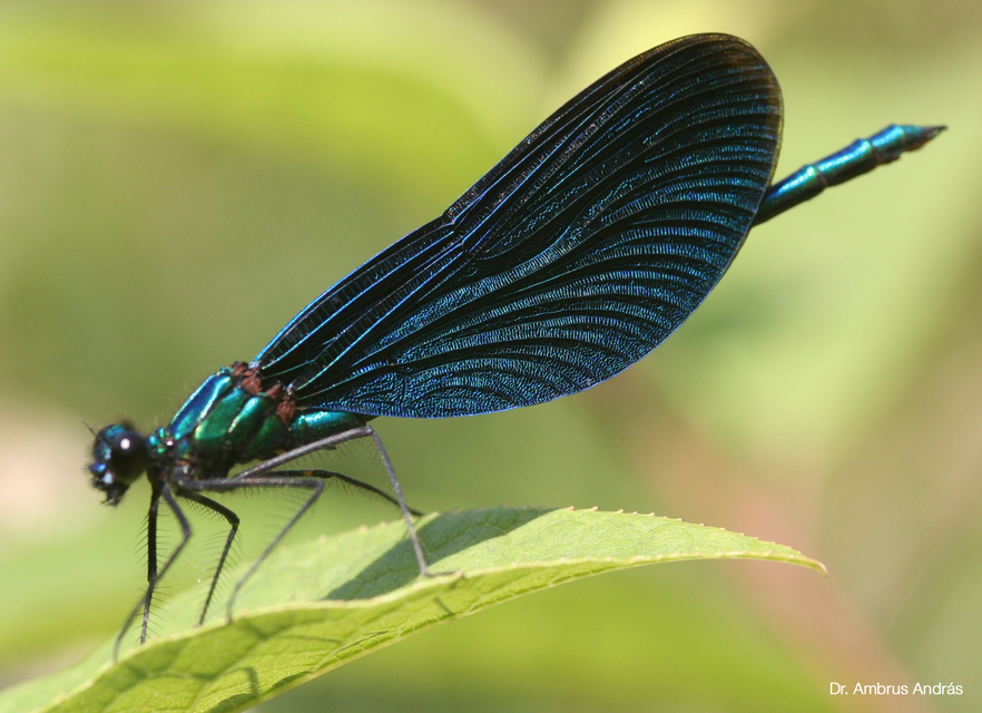 Calopteryx virgo - kisasszony-szitakötő
