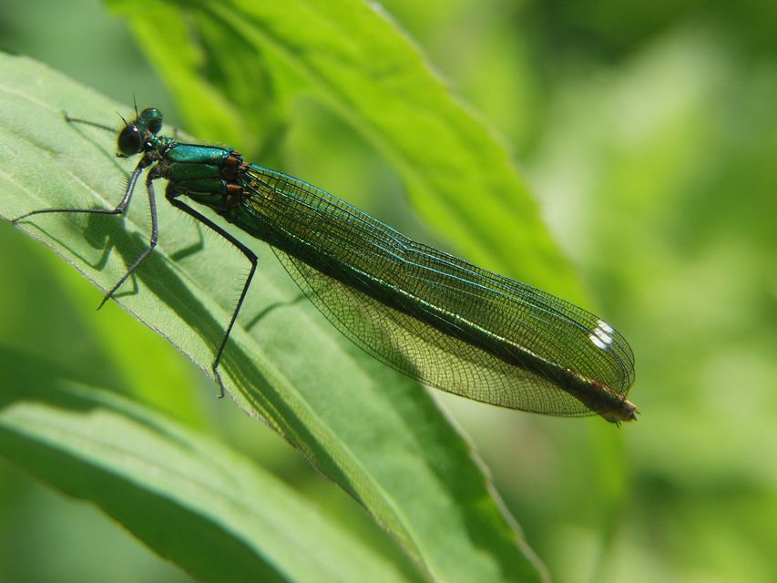 Calopteryx splendens - sávos szitakötő