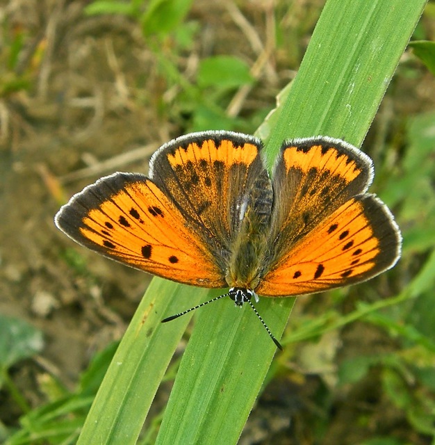 Lycaena dispar rutilus - nagy tűzlepke
