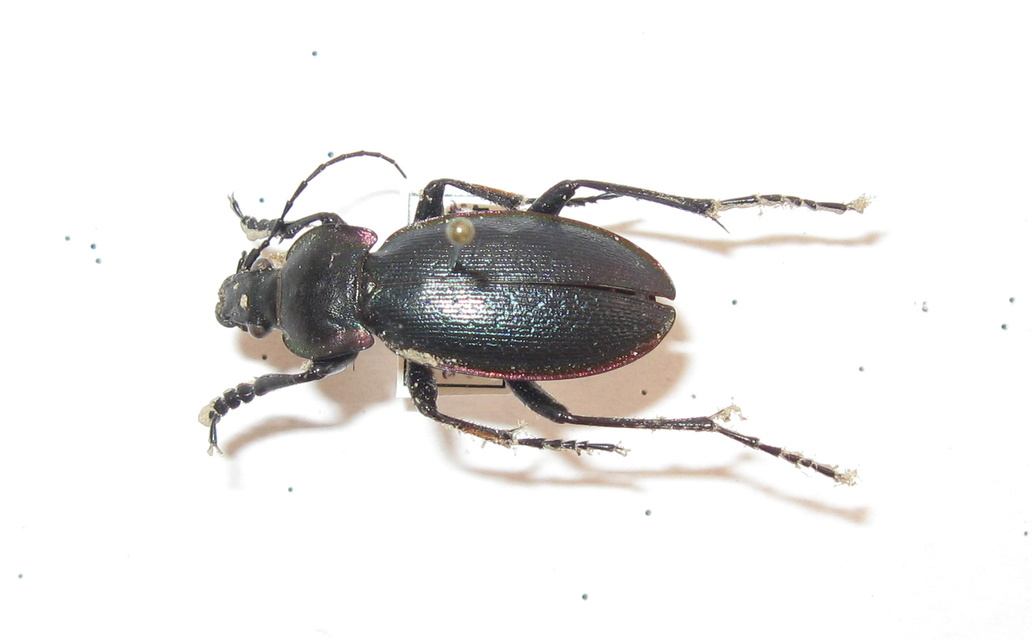 Carabus scheidleri - változó futrinka Carabus scheidleri - változó futrinka