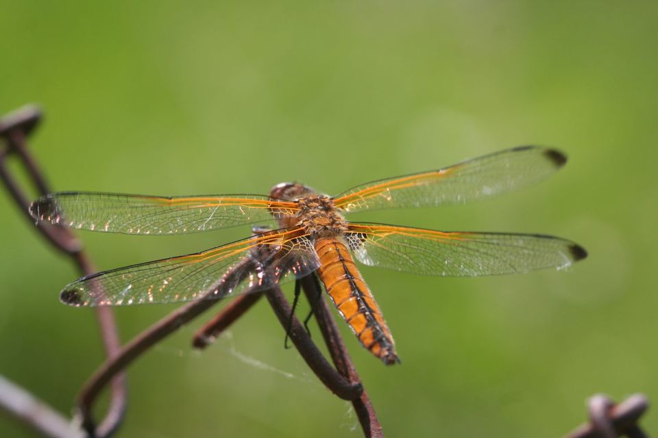 Libellula fulva - kisfoltos laposacsa