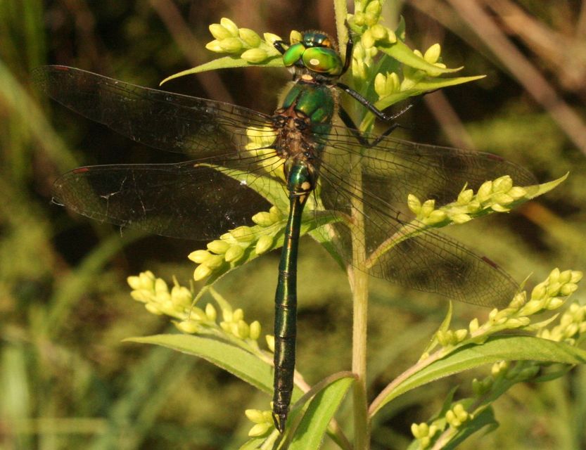 Somatochlora meridionalis - déli smaragdszitakötő