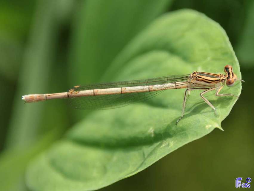 Platycnemis pennipes - széleslábú szitakötő