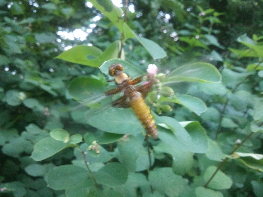 Libellula depressa - széles laposacsa