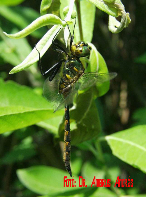 Somatochlora flavomaculata - sárgafoltos smaragdszitakötő