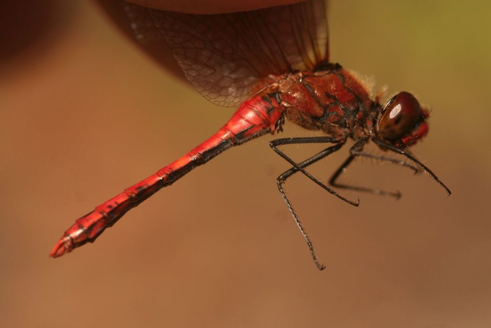Sympetrum sanguineum - vörös katona-szitakötő