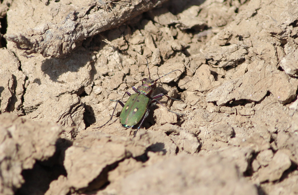 Cicindela campestris - mezei homokfutrinka