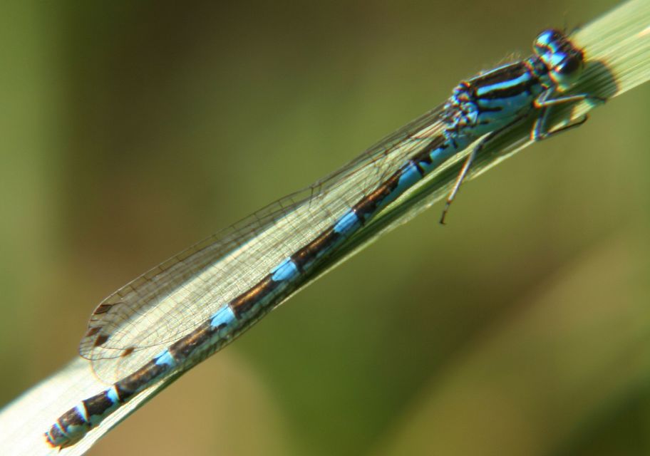 Coenagrion ornatum - díszes légivadász