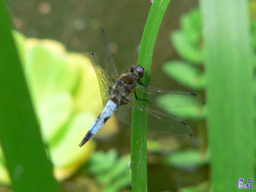 Libellula fulva - kisfoltos laposacsa