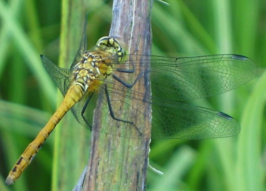 Sympetrum sanguineum - vörös katona-szitakötő