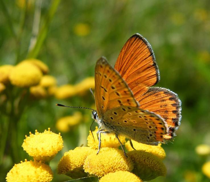 Lycaena thersamon - kis tűzlepke