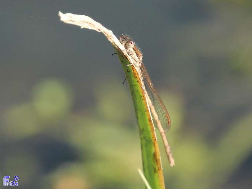 Sympecma fusca - téli rablószitakötő