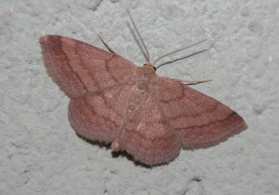 Scopula rubiginata - réti pirosaraszoló