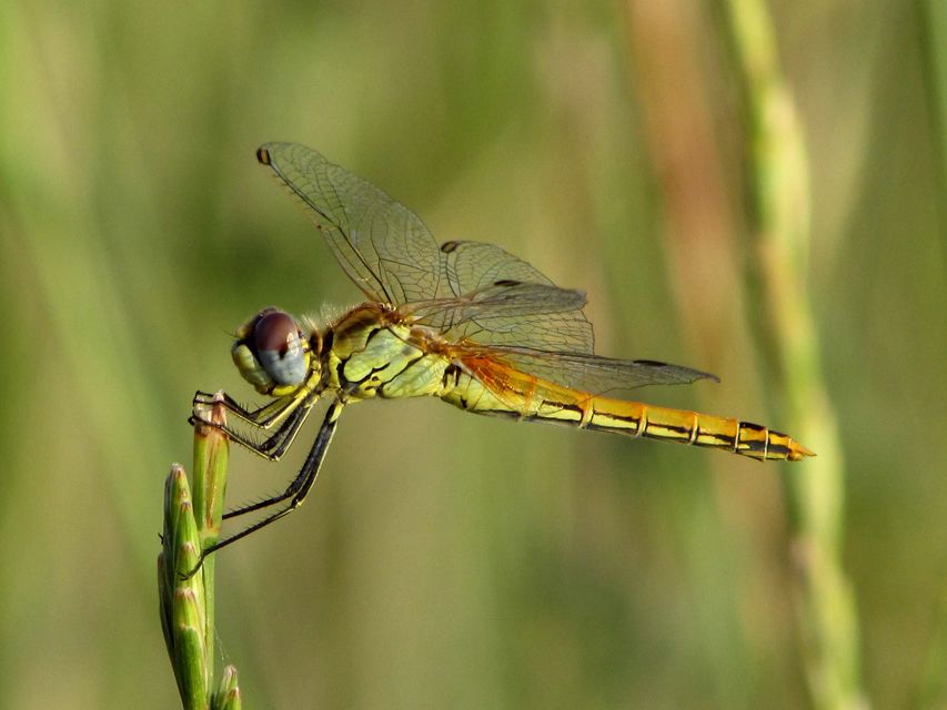 Sympetrum fonscolombii - vándor katona-szitakötő